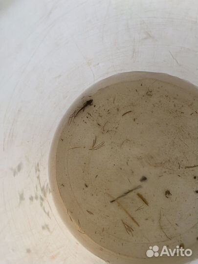 Тритоны, аксалотли, жуки плавунцы