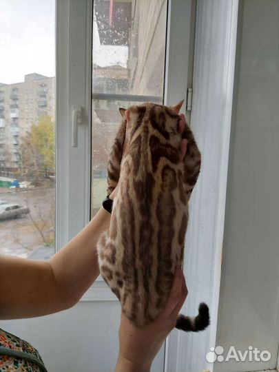 Бенгалка