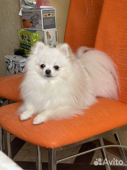 Померанский шпиц микро,вязка