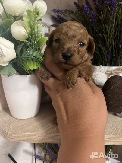 Той-пудель девочка