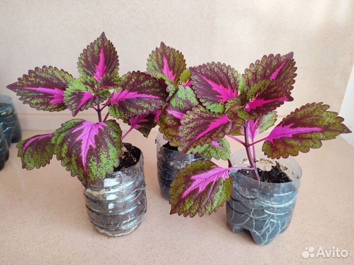 Цветы колеусы