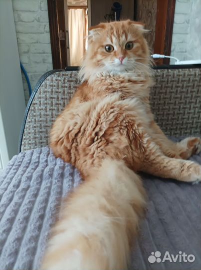 Вязка, шотландский хайленд фолд