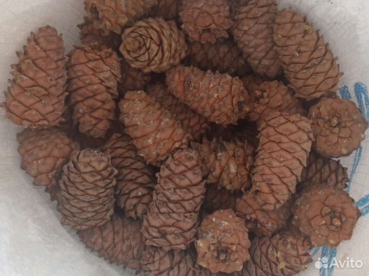 Шишки кедровые (отборные)