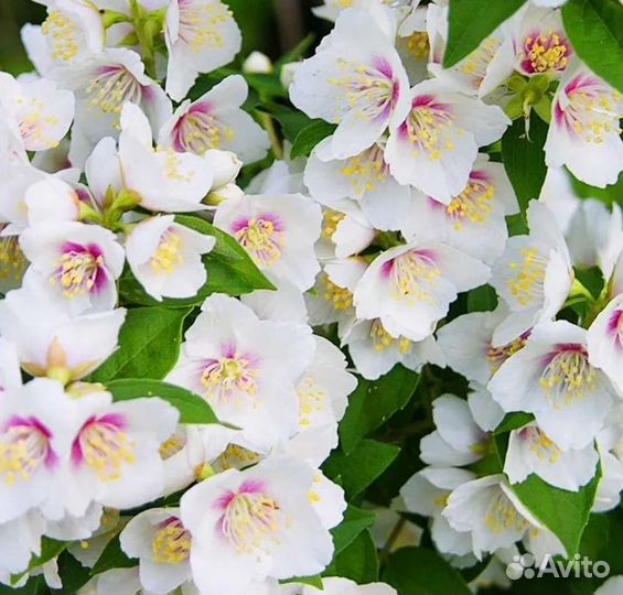 Декоративные кустарники