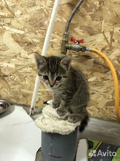 Отдам кошечку в добрые руки