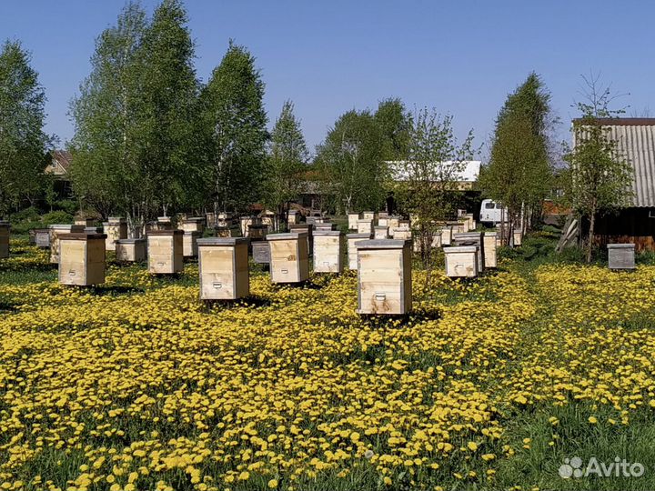 Продажа пчелосемьи