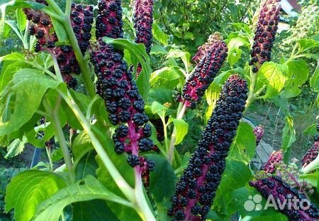 Лаконос Американский (Phytolacca)
