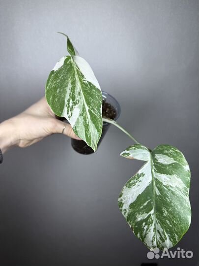 Монстера альба