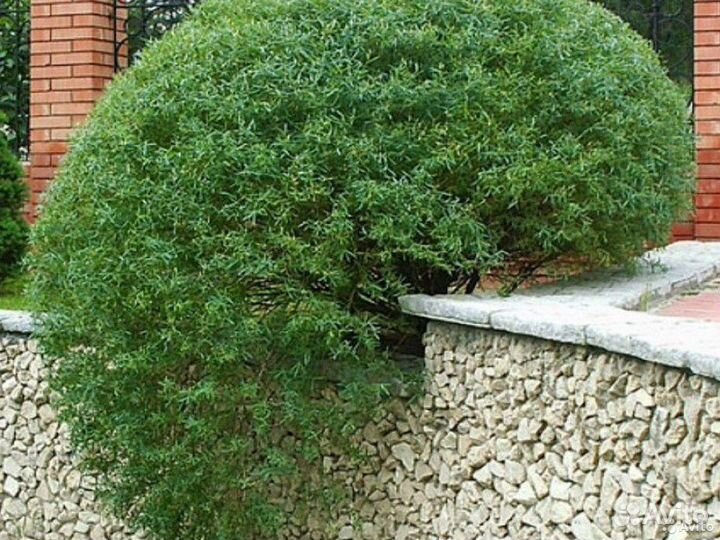 Ива французская,шаровидная(самоформирующаяся)