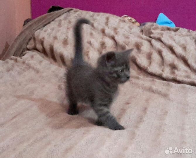 Кошка
