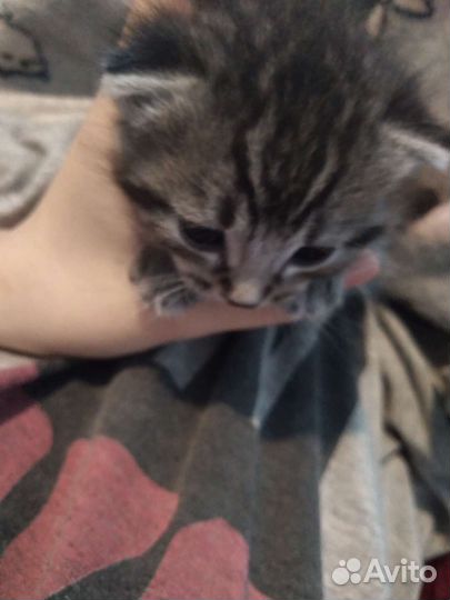 Помесь с шотланской