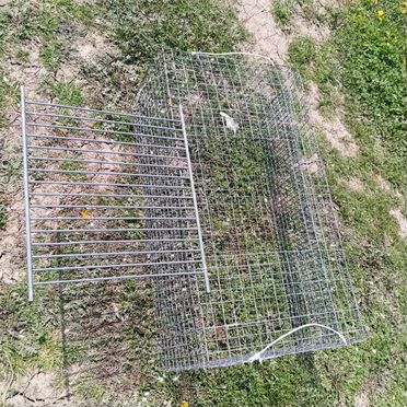 Клетка для курицы с цыплятами