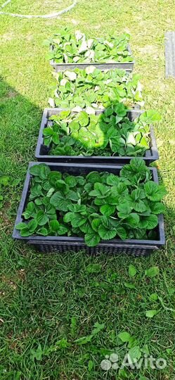 Рассада клубники