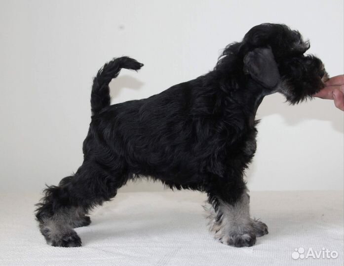 Цвергшнауцер