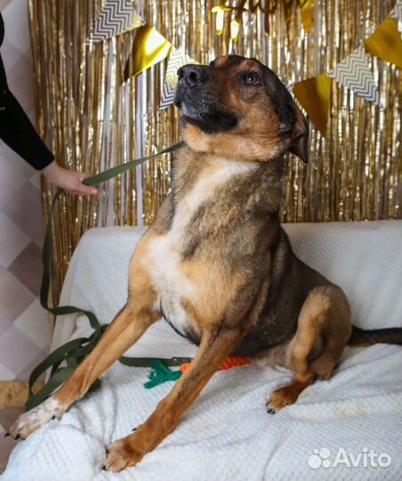 Август ищет семью