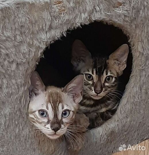 Бенгальская кошка