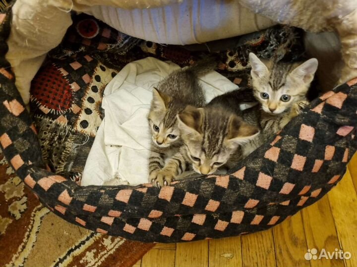 Бенгальские котята - леопардики