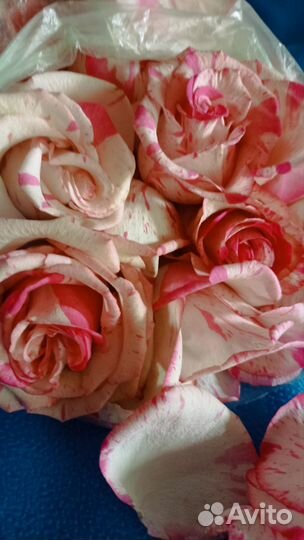 Лепестки роз