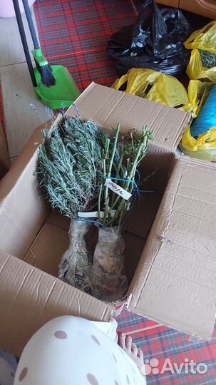 Лаванда саженцы