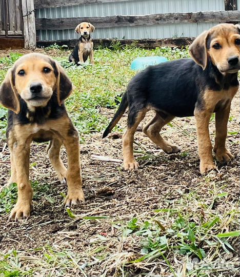 Щенки русской гончей