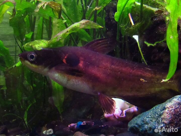 Аквариумные рыбки