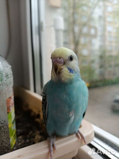 Волнистый попугай