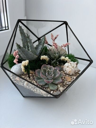 Флорариум цветы суккуленты