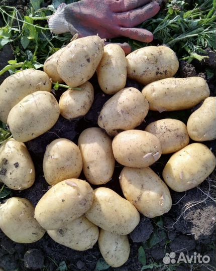 Картофель от Производителя урожай 2023