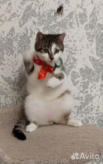 Прекрасный котенок Борис