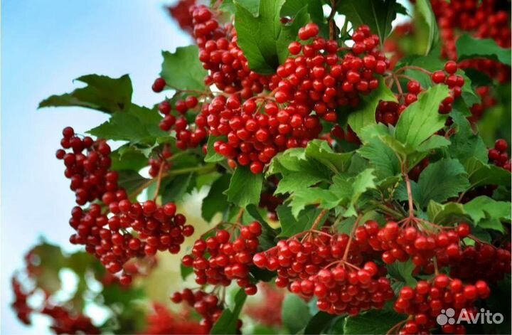 Калина садовая