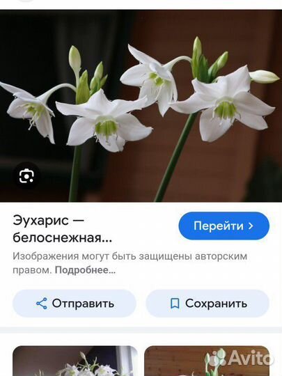 Комнатные цветы эухарис