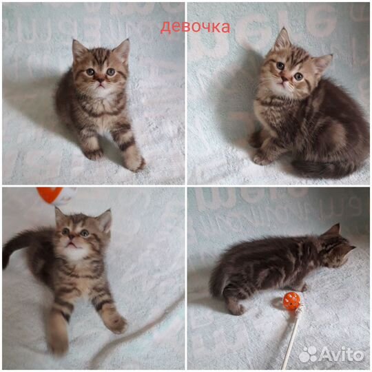 Шотландские котята