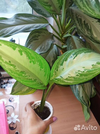Аглаонема Сильвер Бей