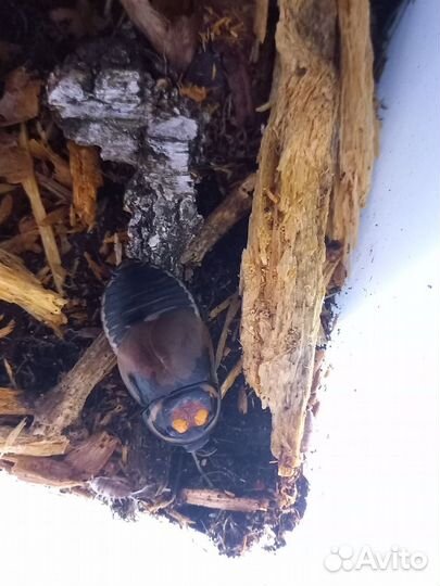 Таракан блаберус