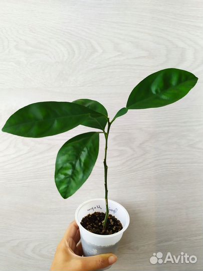 Цитрусовые