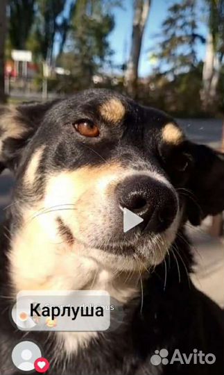 Волча и Карлуша