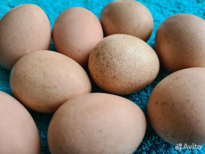 Домашние яйца цесарки, куриные