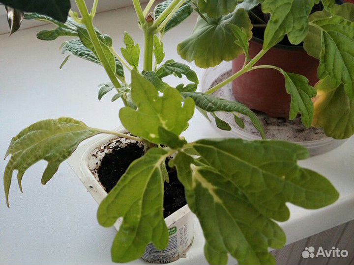 Пеперомия,Колеус,Декабрист,Панданус,Хатиора,Бегони