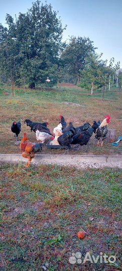 Молодые петухи