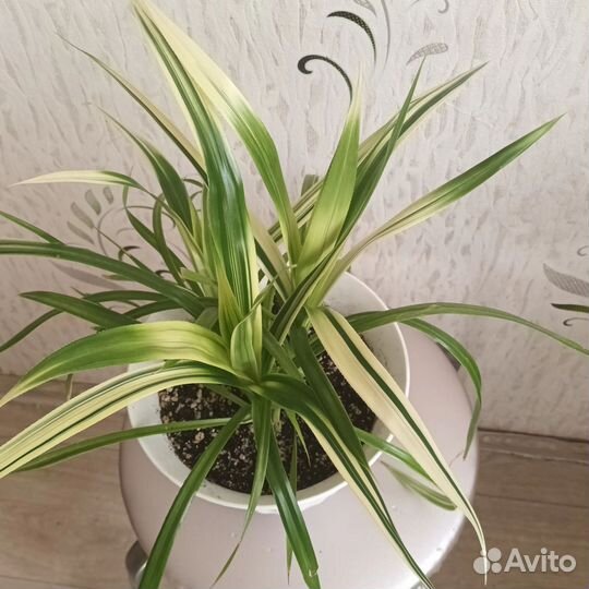 Комнатные цветы