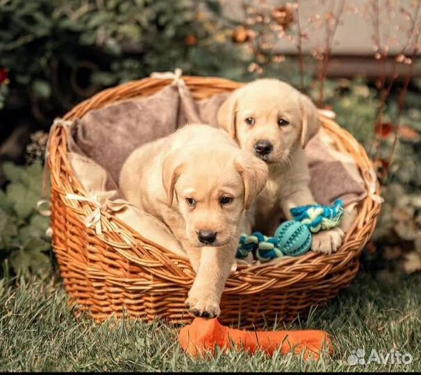 Щенки лабрадора