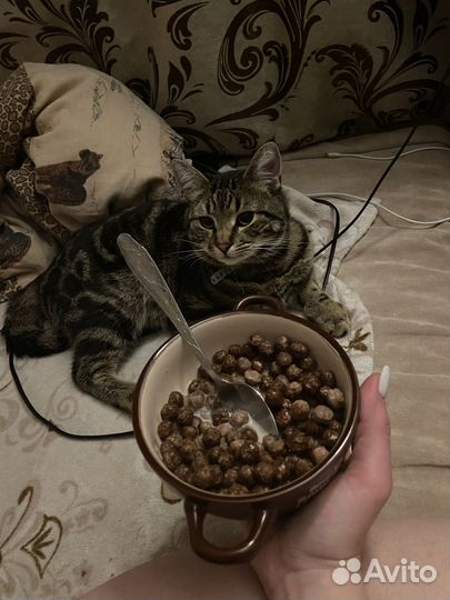 Потерялся кот