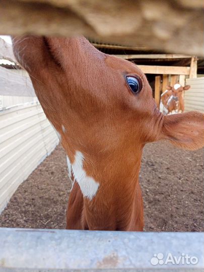Айрширская телочка