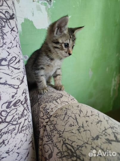 Милейшее создание