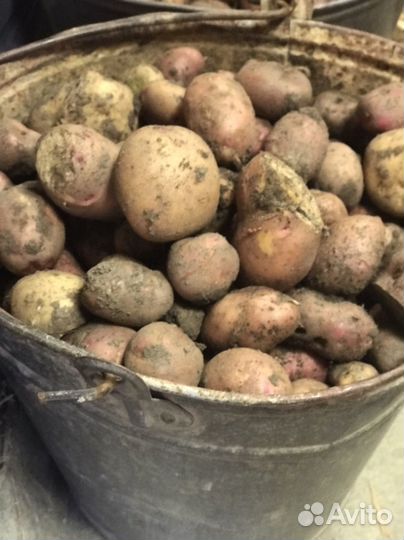 Картофель мелкий