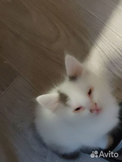 Котята