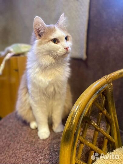 Том ищет дом