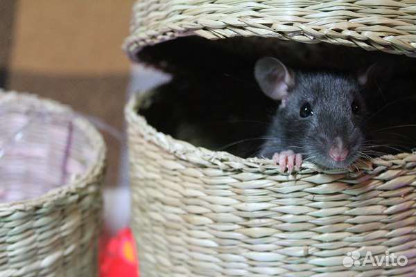 Консультации по содержанию и здоровью крыс