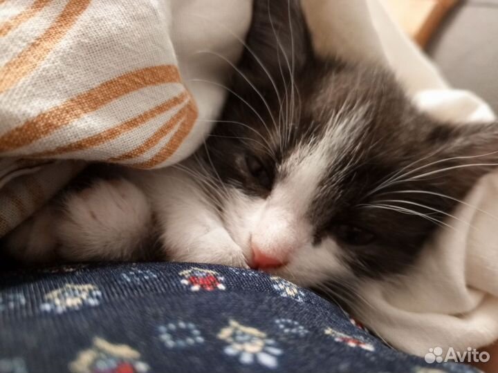 Котенок
