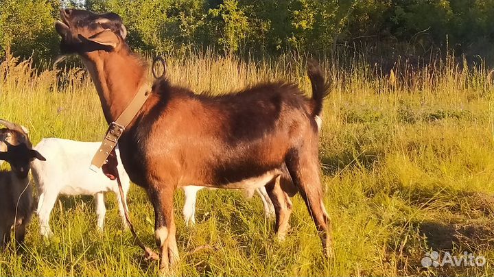 Козлик на племя